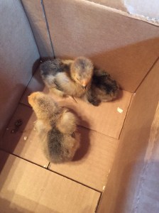 Here are the girls on their way home! 