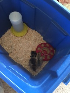 Matilda, Ophelia and Eloise settled in at the house. Pardon the mess of wedding supplies!!