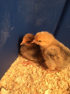 Ophelia and Eloise staying warm under the lamp.