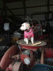 Mayberry on a tractor
