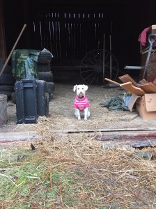 Mayberry Protecting the Barn